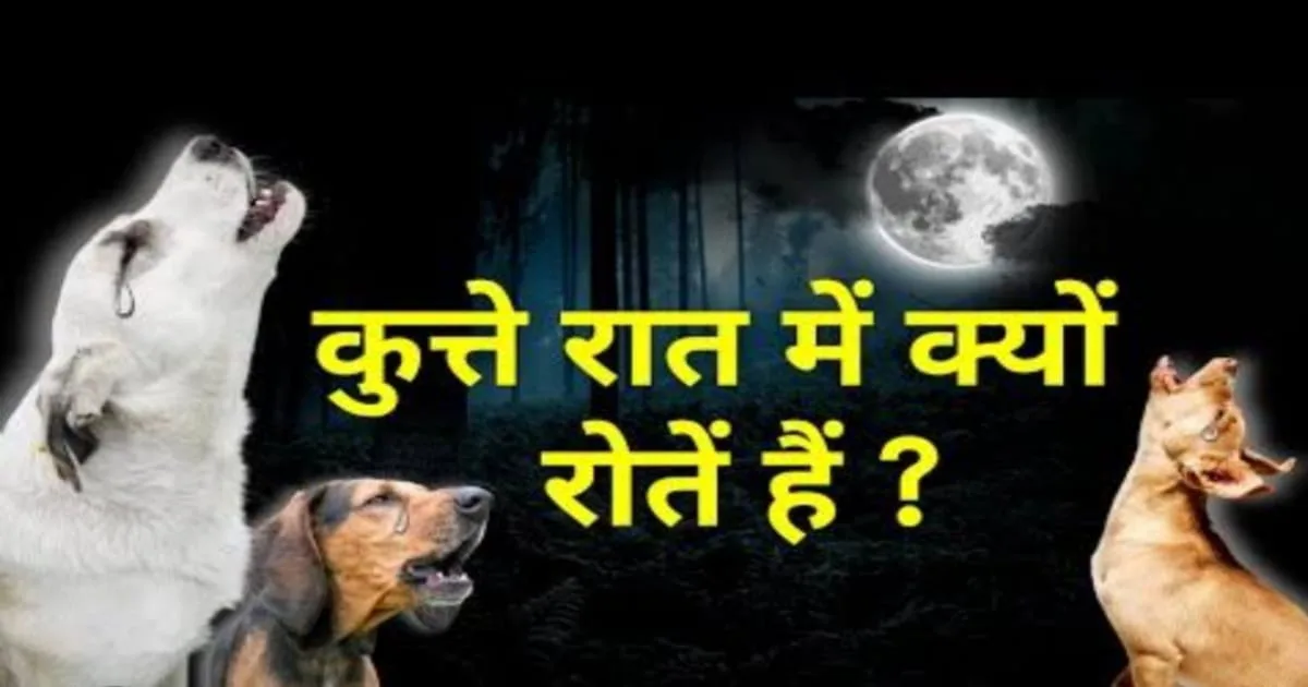 Why dogs are crying at night?