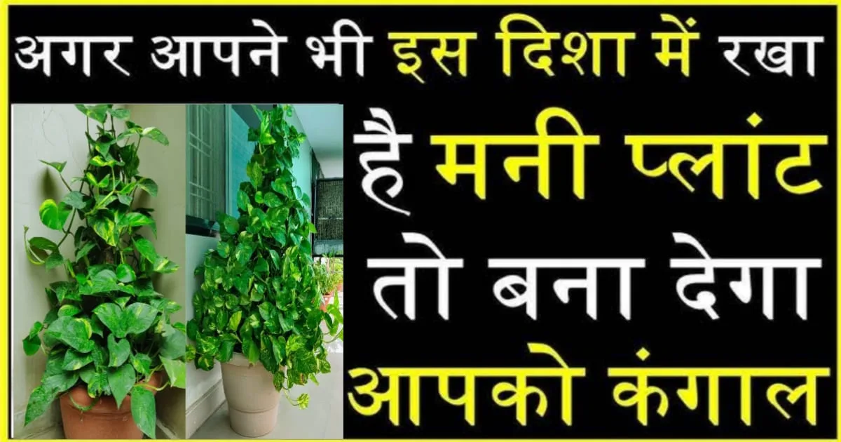 money plant bastu tips