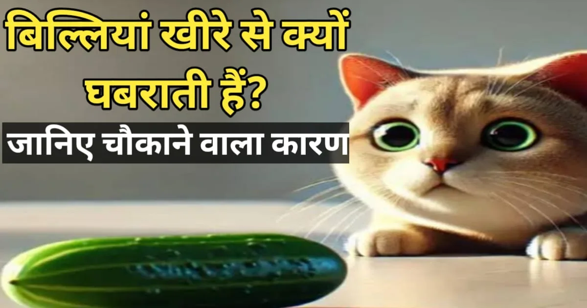 why is the cat afraid of cucumber