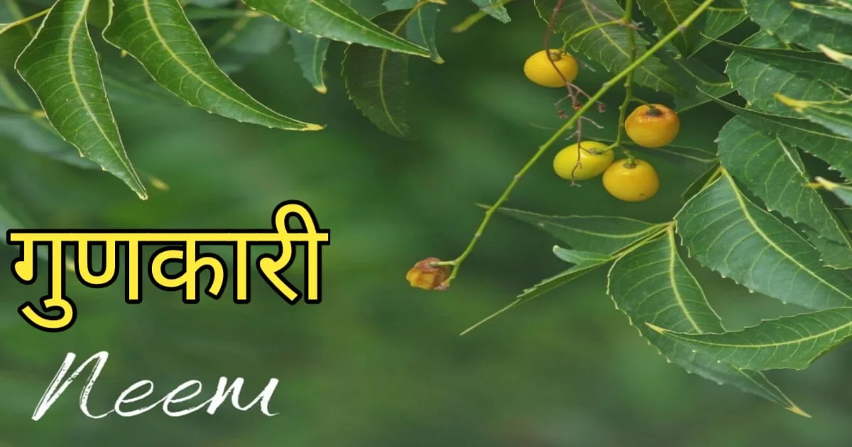 Neem Tree