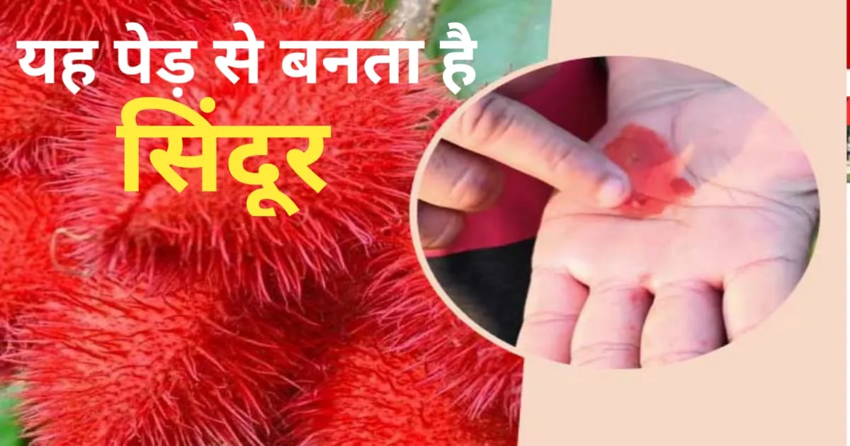 Sindoor is made from which plant