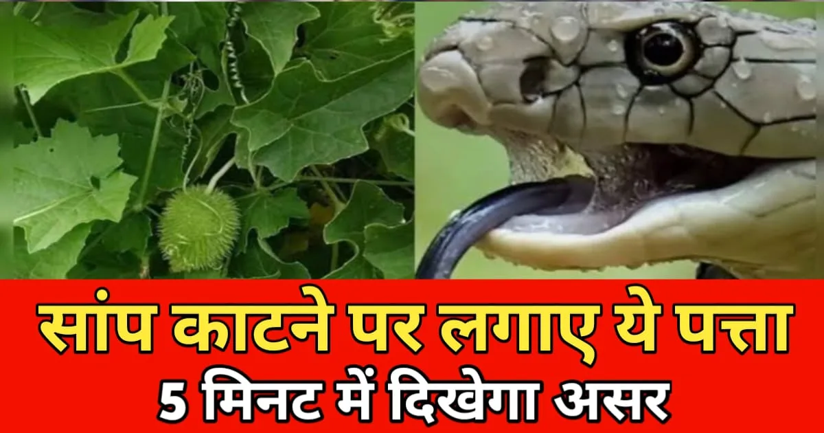 Tips for Snake Bite