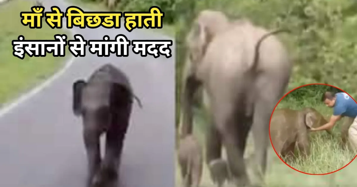 Baby Elephant Separation Story, माँ से बिछड़ा छोटा हाती